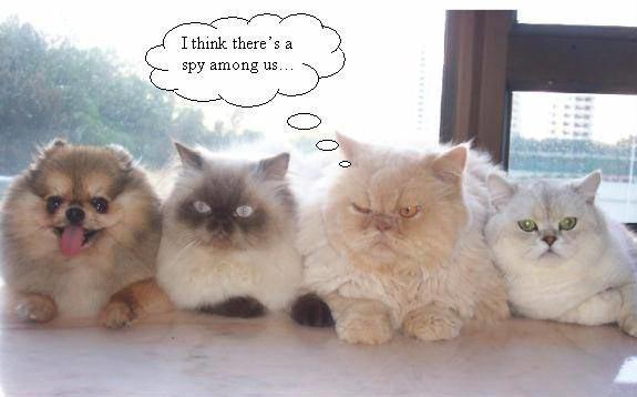 A Spy Is Amongst Us Picture