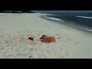 Angry Beach Babe Stunts Videos