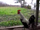 Annoying Rooster Animal Videos