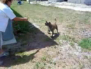 Awesome Dog Back Flip  Animal Videos