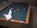 Awesome Pool Shot By Chicken Animal Videos