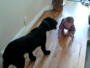 Baby and Dog Play Animal Videos