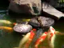 Baby Duckling Feeds Fish Animal Videos