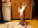 Beagle Plays Catch Animal Videos