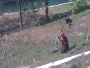 Bear Saving Cub Animal Videos