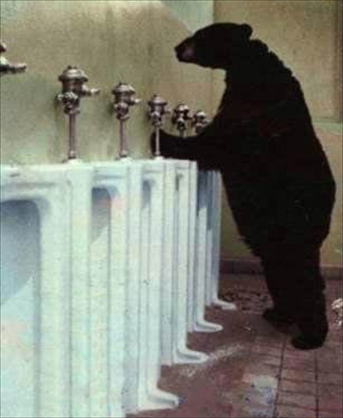Bear in Bathroom Picture