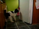 Beer Delivering Dog Tricks Videos