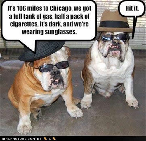 Blues Brothers Bulldogs Picture