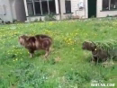 Camoflauged Cat  Animal Videos