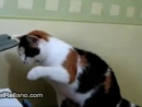 Cat at Work Animal Videos