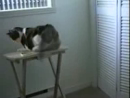 Cat Attack Training Animal Videos