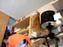 Cat Climb Fail Animal Videos