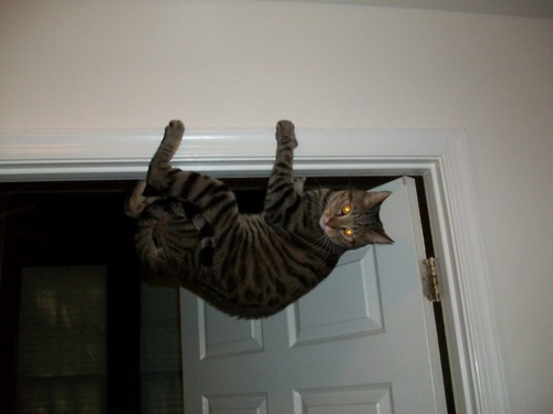 Cat Antics Picture