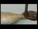 Chocolate Covered Fish Ad Videos