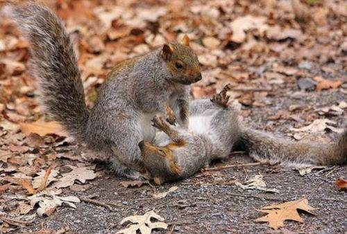 CPR Squirrel  Picture