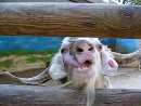 Crazy Goat General Videos