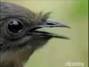 Crazy Singing Bird Animal Videos