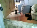 Cute Kitten Fail Animal Videos