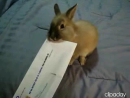 Cuttest Letter Opener Ever Animal Videos