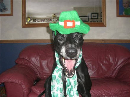 Dawgin' Good St Patricks Picture