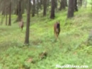 Deer Vs Dog Animal Videos