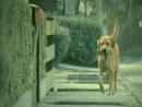 Devastated Dog  Ad Videos