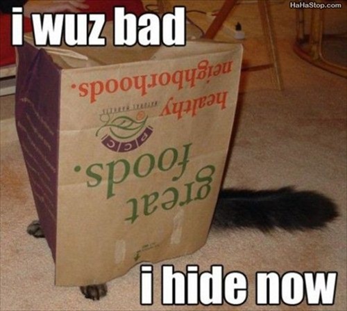 Disgraced Dog  Picture