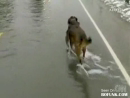 Dog Catches Salmon Animal Videos