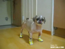 Dog Gets New Shoes Video Animal Videos