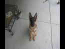 Dog Grows Up In 40 Seconds Animal Videos