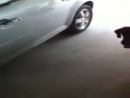 Dog Opens Car Door Animal Videos