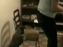 Dog Pranks Owner Pranks Videos