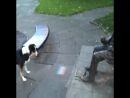 Dog vs Statue Animal Videos