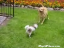 Dog Walks Dog Animal Videos