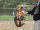 Doggy Takes a Swing Ride Animal Videos