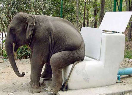 Elephant Dump Picture