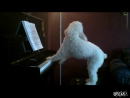 Elton John Doggy Style  Animal Videos