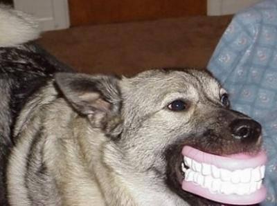 Even Dogs Use Dentures Picture