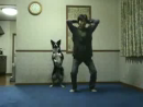 Exercising With a Dog Animal Videos