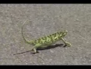 Gangster Gecko Animal Videos