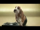 Hardcore Hound Animal Videos