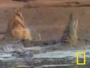 Hippo Licks Crocodile Animal Videos