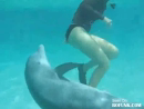 Horny Dolphin  Animal Videos