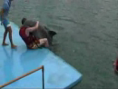Horny Dolphin 2 Animal Videos