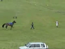 Horse Back Flip Animal Videos