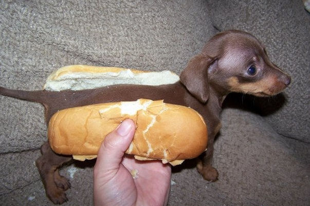 Hot Dog Picture