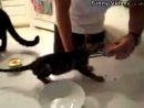 Hungry Kitten Animal Videos