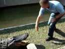 Idiot Vs Alligator Stupid Videos