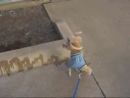 Incredible Dog Pee trick Animal Videos