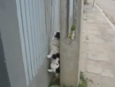 Incredible Fence Climbing Dog Animal Videos